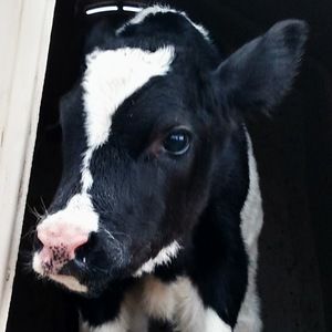 Meet your Posher, Addie